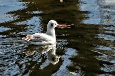 Close-up of swan swimming on lake