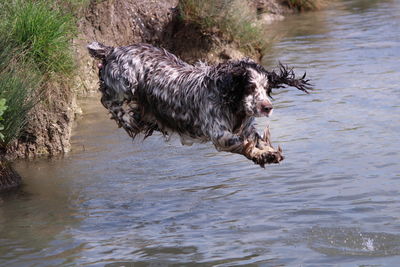 Clumber spaniel jumping into river
