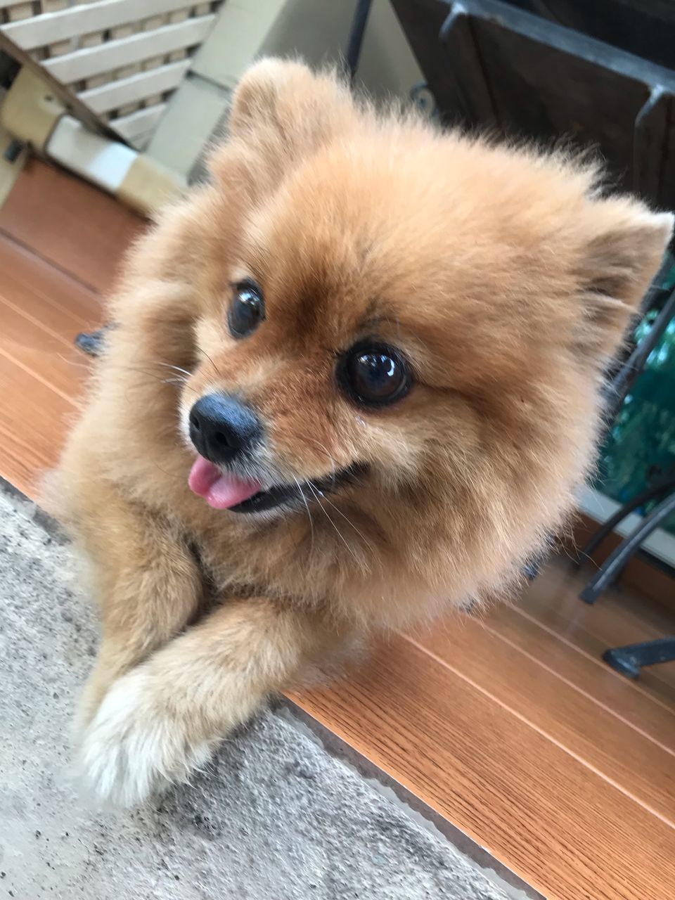 CLOSE-UP OF DOG LOOKING AWAY WHILE STANDING ON FLOOR AT HOME