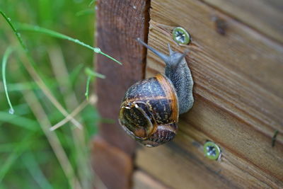 Close-up of snail on wood