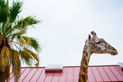 Low angle view of giraffe against clear sky