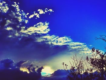 Low angle view of trees against blue sky