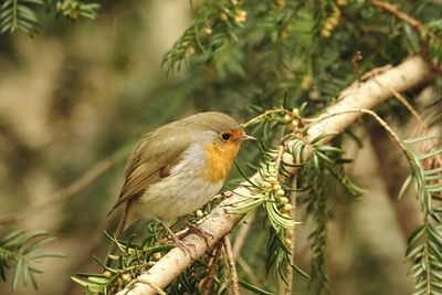 Close-up of robin  on branch