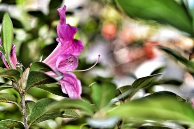 Close-up of pink flower