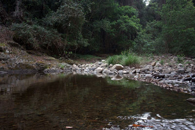 View of lake in forest