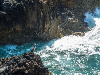 View of birds perching on rock in sea