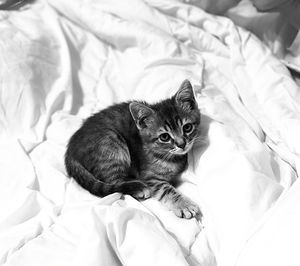 High angle view of cat resting on bed