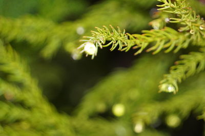 Close-up of tree branch