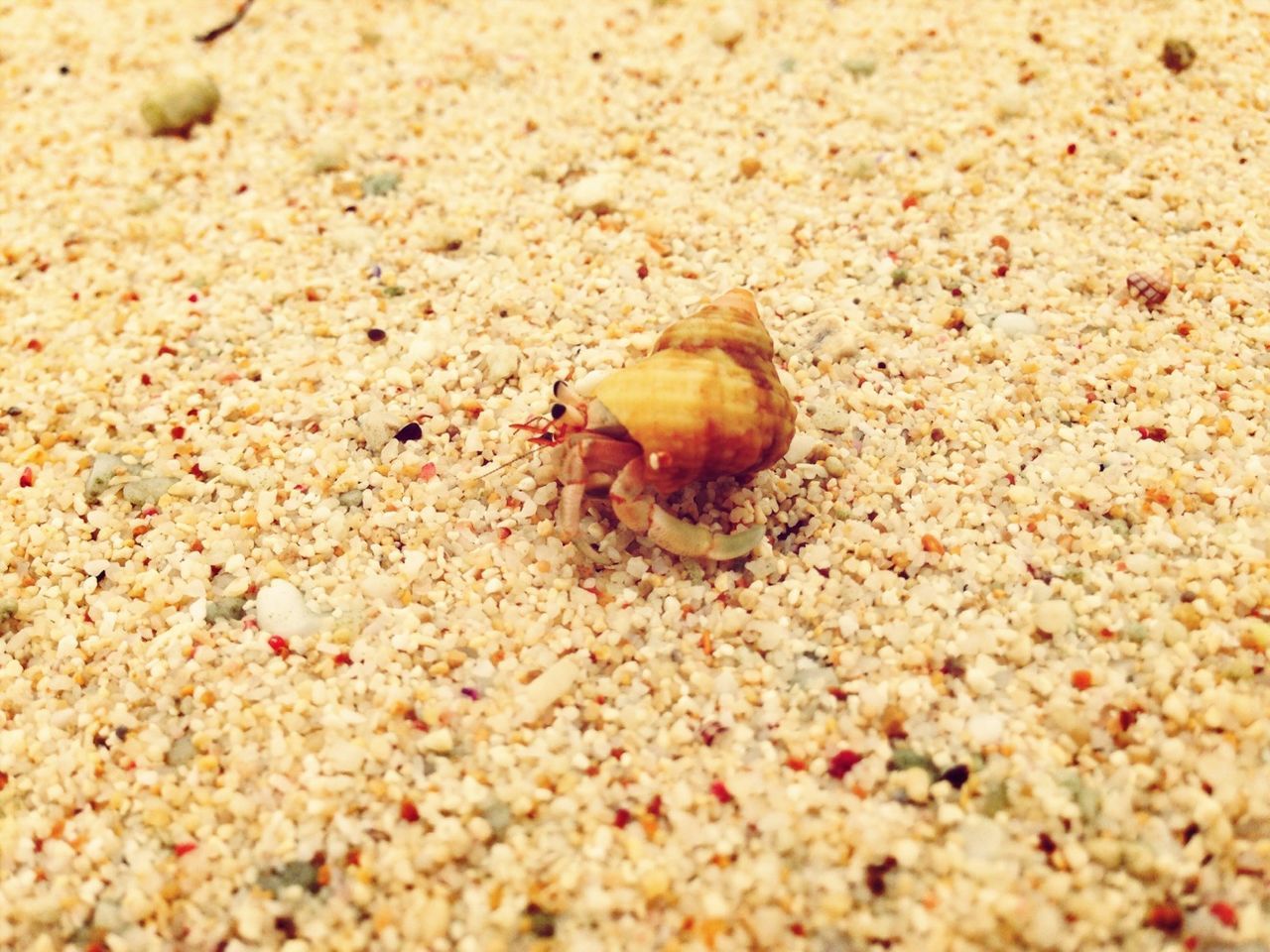 animal themes, animals in the wild, one animal, wildlife, sand, high angle view, beach, nature, selective focus, close-up, brown, animal shell, day, no people, seashell, full length, outdoors, crab, shell, sunlight