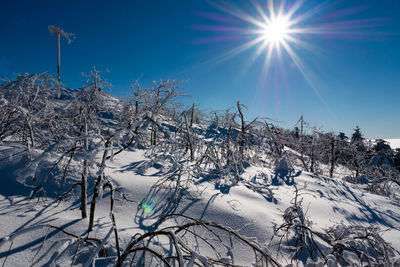 Snow covered trees against blue sky on sunny day