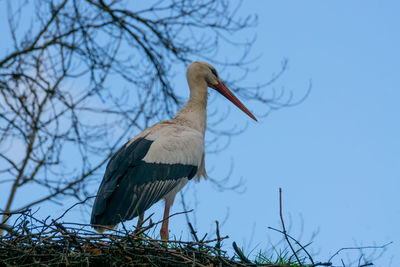 Low angle view of bird perching on tree against clear sky