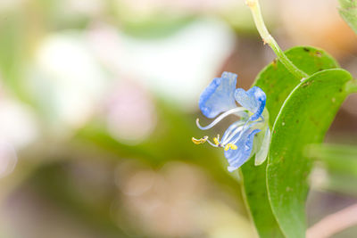 Close-up of water drops on purple flowering plant