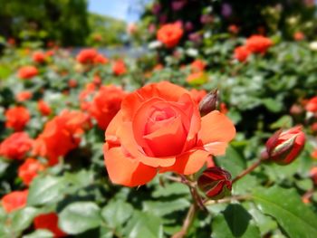 Close-up of red flowers