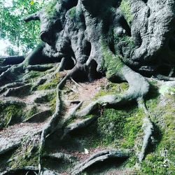 Close-up of moss on tree