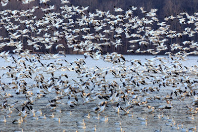 Flock of birds flying over sea at beach