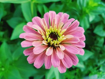 Close-up of pink dahlia flower