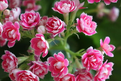 Close-up of pink flowering plants