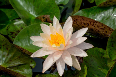 Close-up of lotus water lily in pond