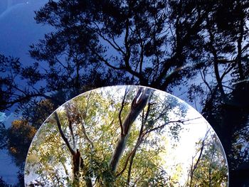 Low angle view of trees against sky