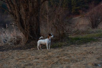 Dog in a forest