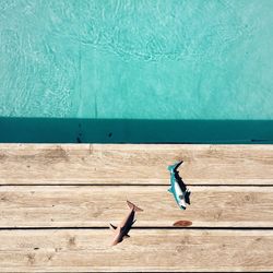 Directly above shot of artificial fish by swimming pool