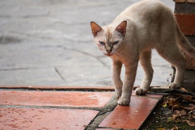 cat