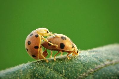 Close-up of ladybug on leaf