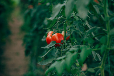 Close-up of red berries on plant