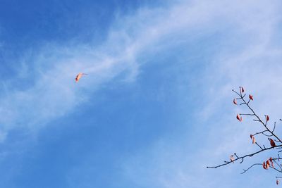 Low angle view of bird flying in sky