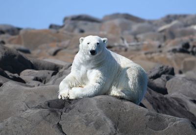 Summer polar bears