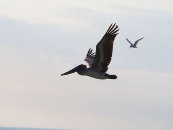 Low angle view of seagulls flying in sky