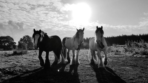 Horses standing on field against sky