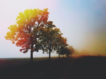 Tree on field against sky during sunset