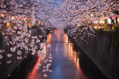 Cherry blossoms over river at dusk during springtime