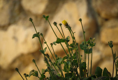 Close-up of flowering plants on field