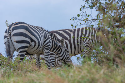 View of zebras on field against sky