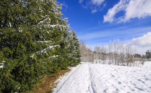 Road amidst snow covered plants against sky