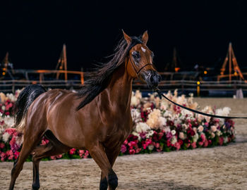 Horse standing in ranch