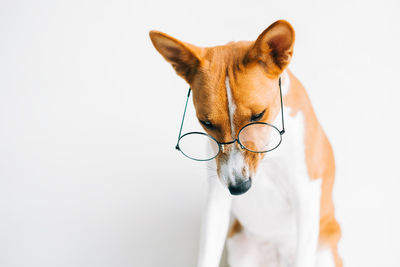 Close-up of dog against white background