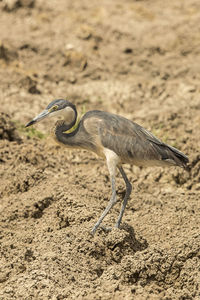 View of bird on sand