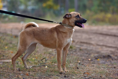 Dog looking away on field