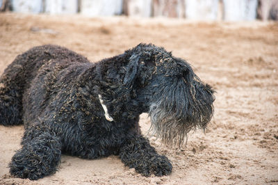 Wet black dog full of sand at the beach