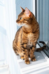 Ginger cat sitting on windowsill in the morning. pet relaxing, enjoying sun light.