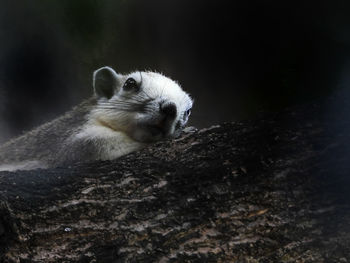 Close-up of an animal on rock