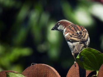 Close-up of bird perching on plant