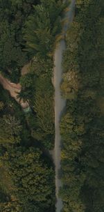 High angle view of trees in forest