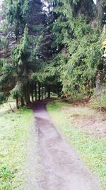 Narrow walkway along trees in park