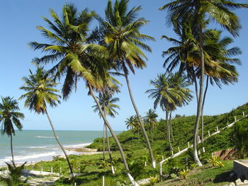 Palm trees by sea against clear sky