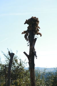 Low angle view of tree against sky