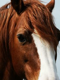 Close-up of a horse